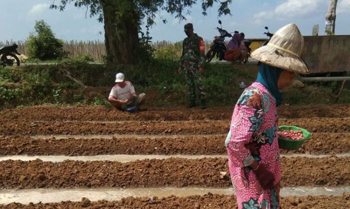 Laksanakan Komsos, Babinsa Koramil 0827/16 Gapura Lakukan Pendampingan Terhadap Masyarakat Petani Laksanakan Komsos, Babinsa Koramil 0827/16 Gapura Lakukan Pendampingan Terhadap Masyarakat Petani