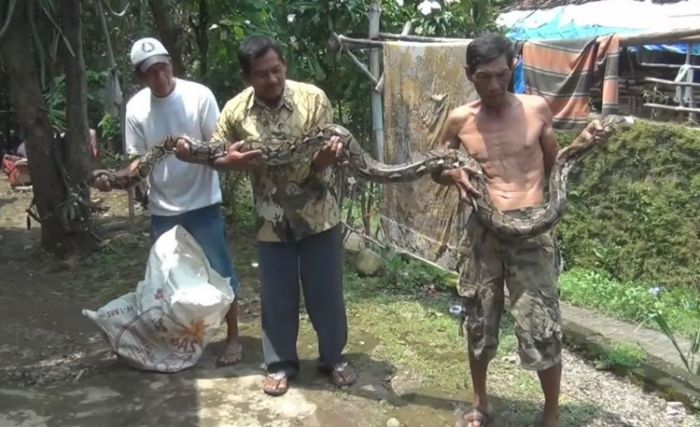 Geger, Ular Piton Berukuran Besar Berhasil Ditangkap Warga Mojokerto