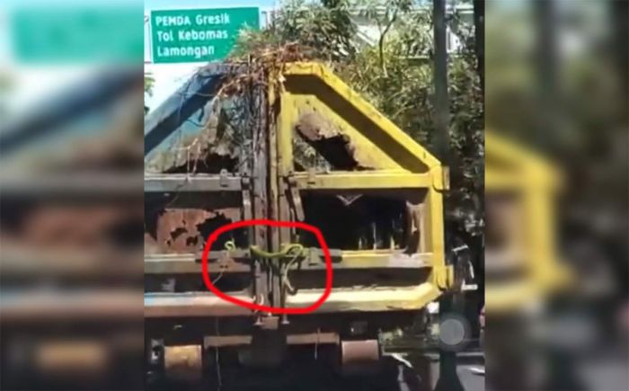 Hiii, Ular Hijau Tiba-tiba Keluar dari Bak Truk Pengangkut Sampah Milik DLH Gresik yang Bolong