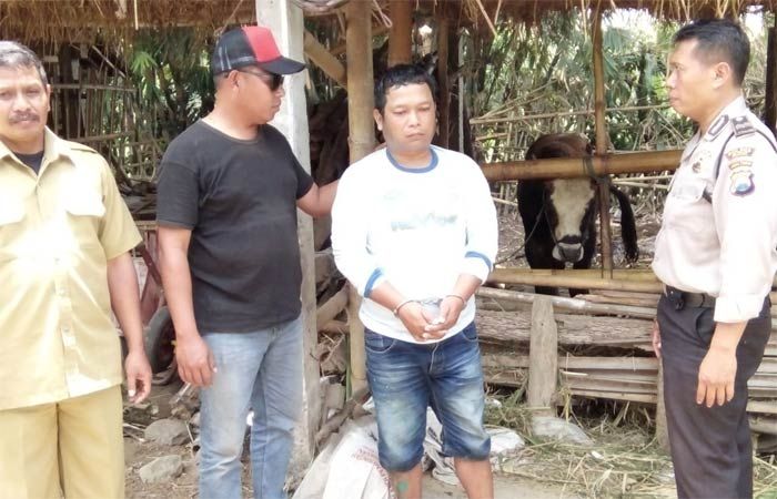 Pria di Blitar Bawa Sapi Curian Seberangi Sungai Pria di Blitar Bawa Sapi Curian Seberangi Sungai