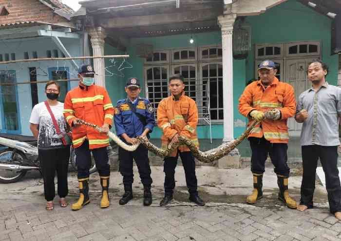 Damkar Gresik Tangkap Ular Piton Sepanjang 4 Meter Damkar Gresik Tangkap Ular Piton Sepanjang 4 Meter