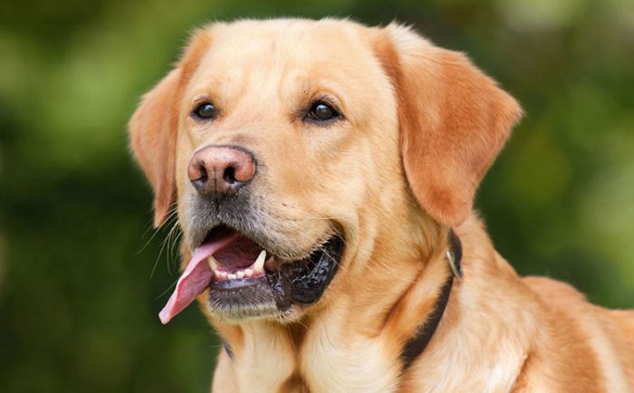 Tafsir Al-Kahfi 21: Anjing dan Monumen Tafsir Al-Kahfi 21: Anjing dan Monumen