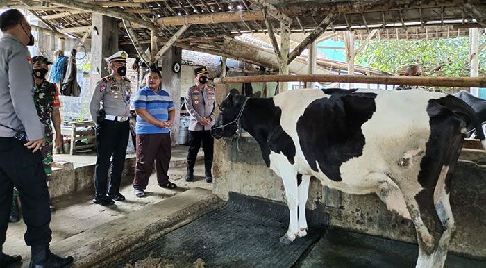 Kabupaten Blitar dapat 13.000 Vaksin Ternak Kabupaten Blitar dapat 13.000 Vaksin Ternak