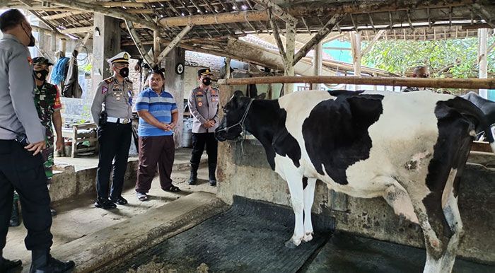 Kabupaten Blitar dapat 13.000 Vaksin Ternak