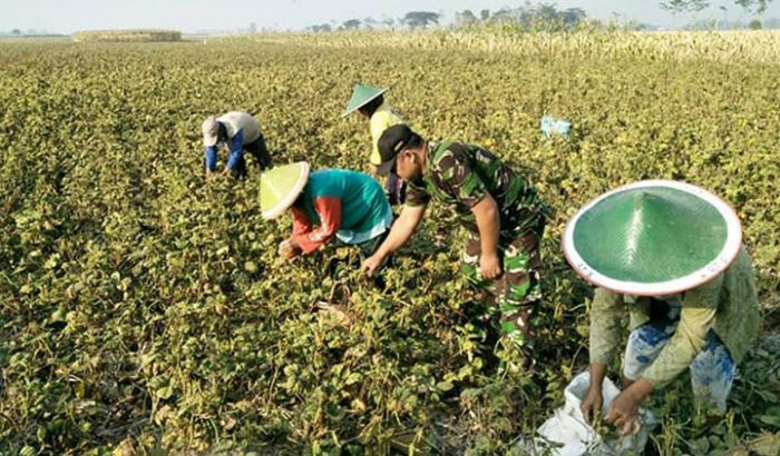 ​Babinsa Bulu Madiun Dampingi Petani Panen Kacang Hijau