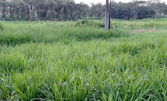 Tambah Pendapatan, Greenfields Ajak Warga Blitar Jalin Kemitraan Pakan Ternak Rumput Odot Tambah Pendapatan, Greenfields Ajak Warga Blitar Jalin Kemitraan Pakan Ternak Rumput Odot