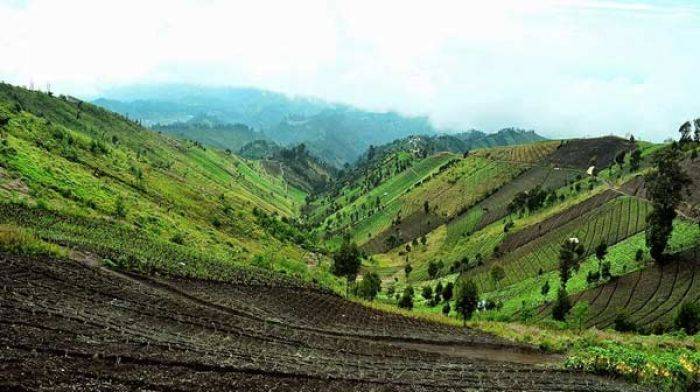 Gagal Panen, Petani Desa Argosari Lumajang Dibantu Beras Gagal Panen, Petani Desa Argosari Lumajang Dibantu Beras