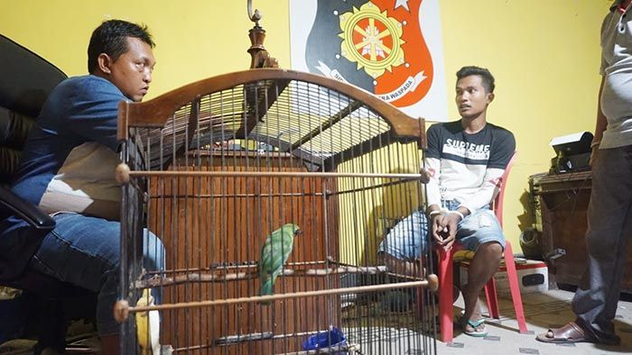 ​Baru Bebas 3 Minggu, Residivis Asal Lumajang Nekat Curi Burung Lagi