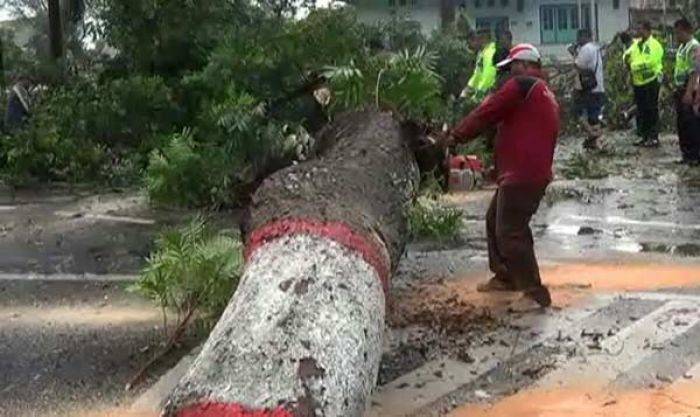 Warga Nganjuk Resah Pohon Ditebang Sembarangan, Dewan Hentikan Warga Nganjuk Resah Pohon Ditebang Sembarangan, Dewan Hentikan