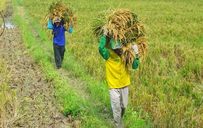 DKPP Bojonegoro Imbau Petani Waspadai Musim Kemarau, Antisipasi Gagal Panen
