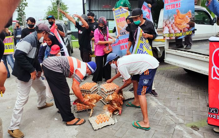 Gagal Bagikan Telur Gratis, ini yang Dilakukan Peternak Ayam di Blitar Gagal Bagikan Telur Gratis, ini yang Dilakukan Peternak Ayam di Blitar