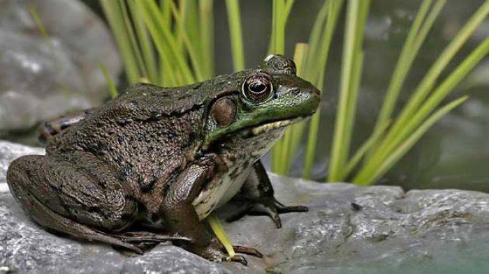 Wanita Ini Melahirkan Kodok Setelah Hamil 10 Bulan