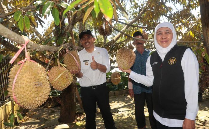 Ke Kampung Durian Ngawi, Gubernur Khofifah Dorong Inovasi Petik-Olah-Kemas-Jual Teknik Frozen Fruit