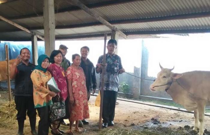 Disnak Pasuruan Rutin Monev untuk Pantau Program Upsus Siwab Disnak Pasuruan Rutin Monev untuk Pantau Program Upsus Siwab