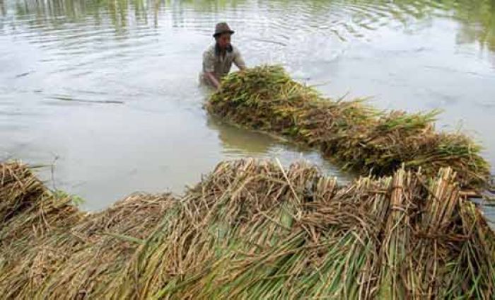 Di Kabupaten Blitar, Hanya 10 Persen Lahan Pertanian yang Diasuransikan Di Kabupaten Blitar, Hanya 10 Persen Lahan Pertanian yang Diasuransikan