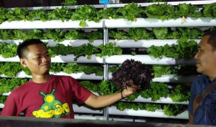 Kembangkan Pertanian Hidroponik, Polisi di Pamekasan Panen Sayur Dengan Hasil Jutaan Rupiah Kembangkan Pertanian Hidroponik, Polisi di Pamekasan Panen Sayur Dengan Hasil Jutaan Rupiah