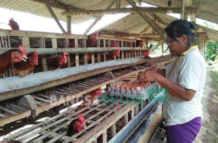 Resah, Peternak Blitar Boikot Produk Pakan Pabrikan Resah, Peternak Blitar Boikot Produk Pakan Pabrikan