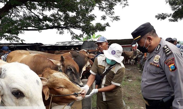 Ratusan Ekor Sapi di Tuban Terjangkit PMK