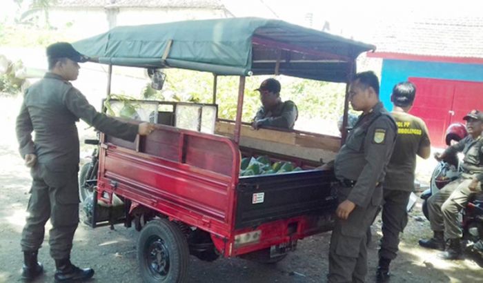 Razia Satpol PP Kota Probolinggo Dinilai Tebang Pilih, Hanya 4 Kendaraan Roda 3 yang Diamankan Razia Satpol PP Kota Probolinggo Dinilai Tebang Pilih, Hanya 4 Kendaraan Roda 3 yang Diamankan