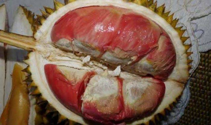 Durian Merah Banyuwangi: Diincar Peneliti Mancanegara, Ditarget Bisa Tembus Pasar Eropa