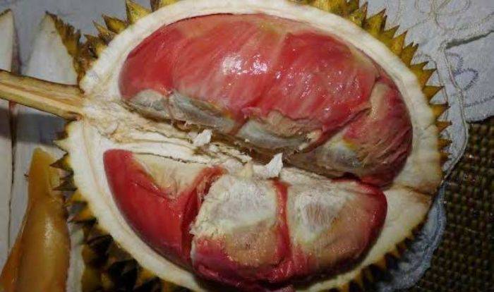 Durian Merah Banyuwangi: Diincar Peneliti Mancanegara, Ditarget Bisa Tembus Pasar Eropa Durian Merah Banyuwangi: Diincar Peneliti Mancanegara, Ditarget Bisa Tembus Pasar Eropa