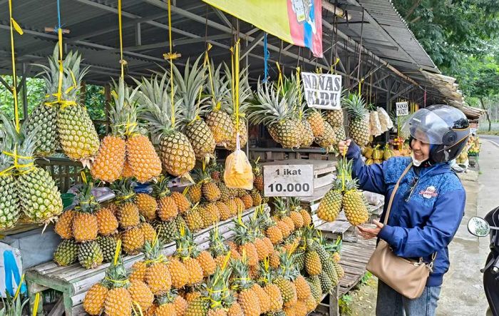 Nanas Madu Jadi Primadona Pengunjung Gunung Kelud Nanas Madu Jadi Primadona Pengunjung Gunung Kelud
