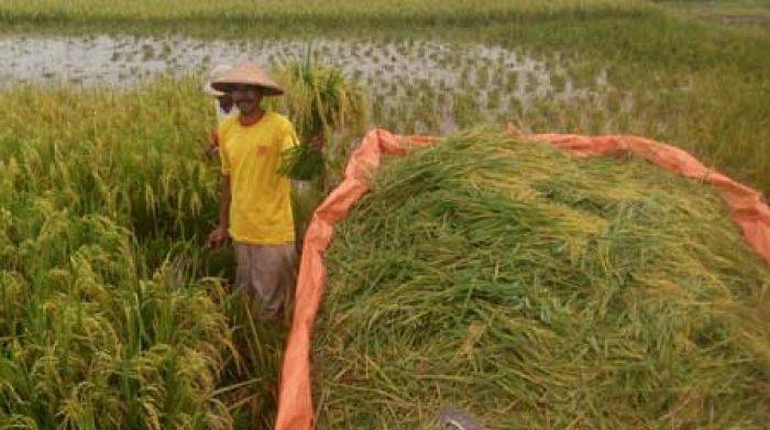 Padi masih Hijau Dipanen, Air Bengawan Solo Tumpah ke Sawah 