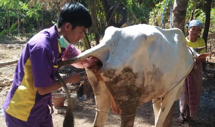 Perbaiki Mutu Genetik Ternak, Pemkab Pasuruan Gencar Lakukan IB Gratis Perbaiki Mutu Genetik Ternak, Pemkab Pasuruan Gencar Lakukan IB Gratis