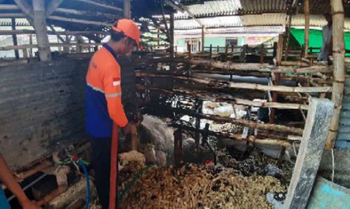 Api Kompor Nyambar Kandang, 2 Ekor Kambing Hangus Terbakar