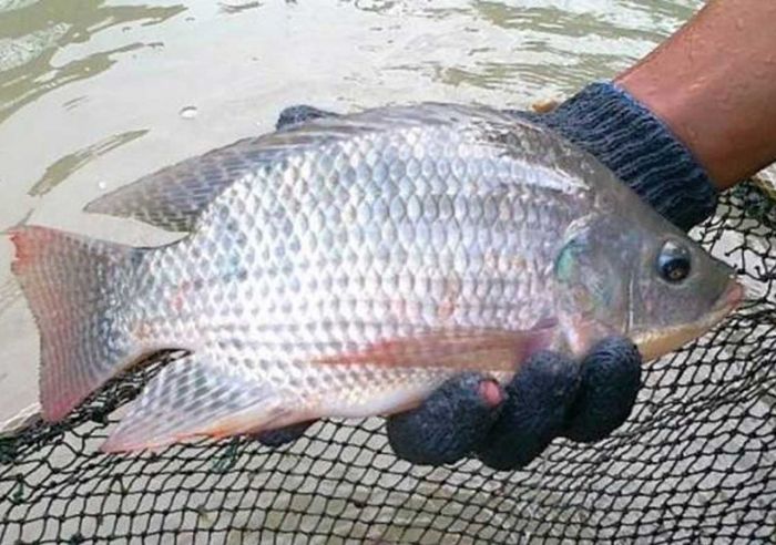 Dijamin Ampuh, 7 Umpan Terbaik untuk Mancing Ikan Mujair dan Nila