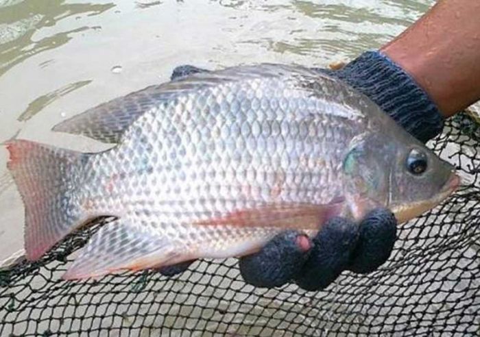 Dijamin Ampuh, 7 Umpan Terbaik untuk Mancing Ikan Mujair dan Nila Dijamin Ampuh, 7 Umpan Terbaik untuk Mancing Ikan Mujair dan Nila