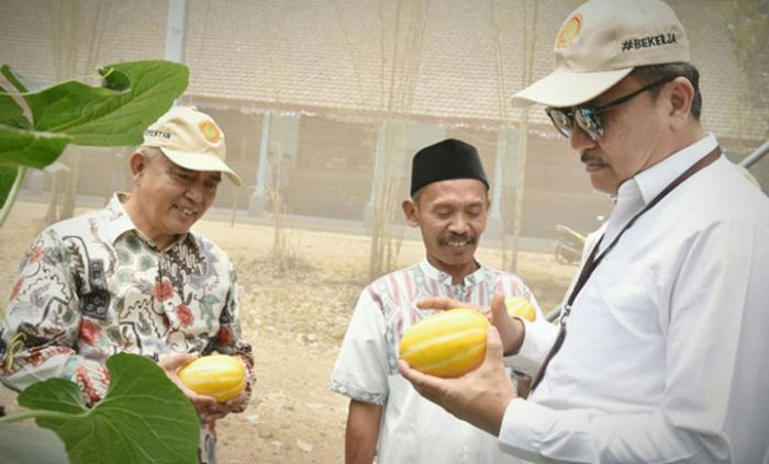 Kagumi Tata Kelola Melon Chimoy di Malang, Inspektur IV Kementan Janji Kabari Menteri Kagumi Tata Kelola Melon Chimoy di Malang, Inspektur IV Kementan Janji Kabari Menteri