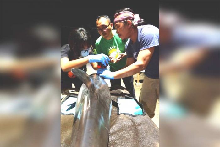 Lumba-lumba Hidung Botol Mati Terdampar di Pantai Serang Blitar