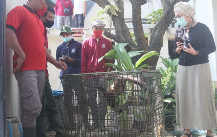 1 Ekor Musang yang Sering Berkeliaran di Perum Pondok Candra Sidoarjo Tertangkap, 3 Masih Buron