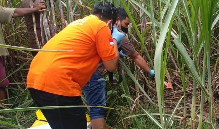 Mayat Perempuan Telanjang di Kebun Tebu Gegerkan Warga Jombang Mayat Perempuan Telanjang di Kebun Tebu Gegerkan Warga Jombang