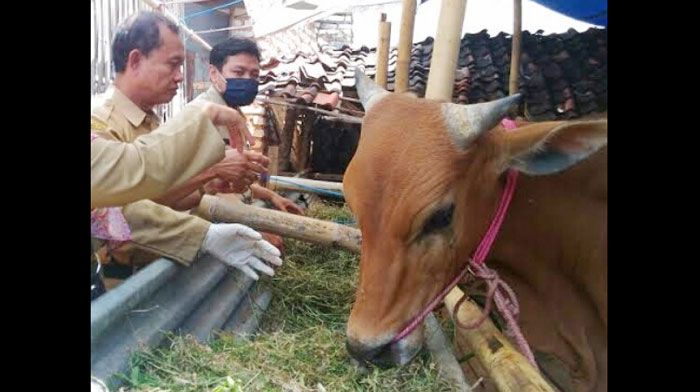 Atasi Kelangkaan Pakan Ternak, Dinas Peternakan Sumenep Programkan Limbah Pertanian