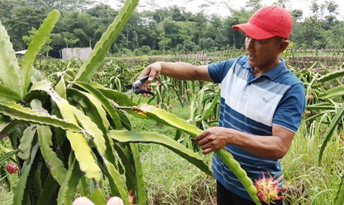 ​Ini Penyebab Harga Buah Naga Anjlok di Blitar