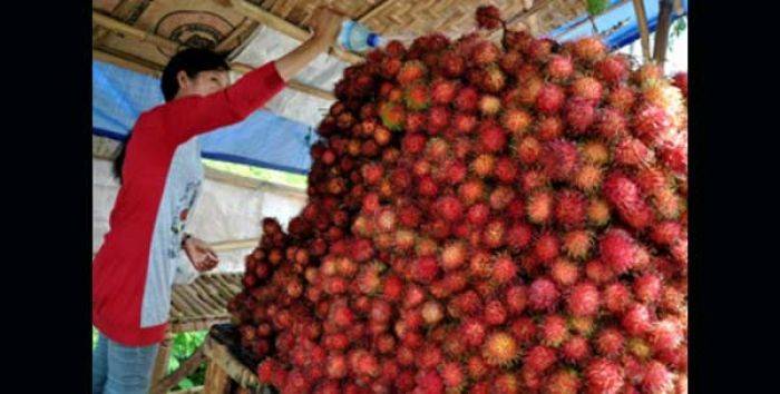 Desa Ngetos, Desa Penghasil Rambutan Terbesar di Nganjuk