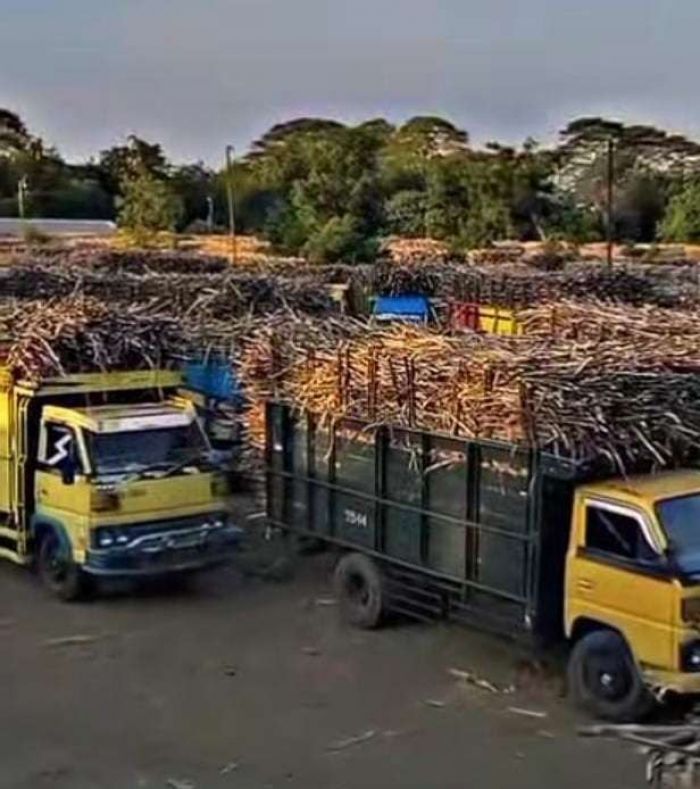 Sudah 4 Minggu 5.000 Ton Gula PG Assembagoes Situbondo Belum Laku, Apa Sebabnya? Sudah 4 Minggu 5.000 Ton Gula PG Assembagoes Situbondo Belum Laku, Apa Sebabnya?