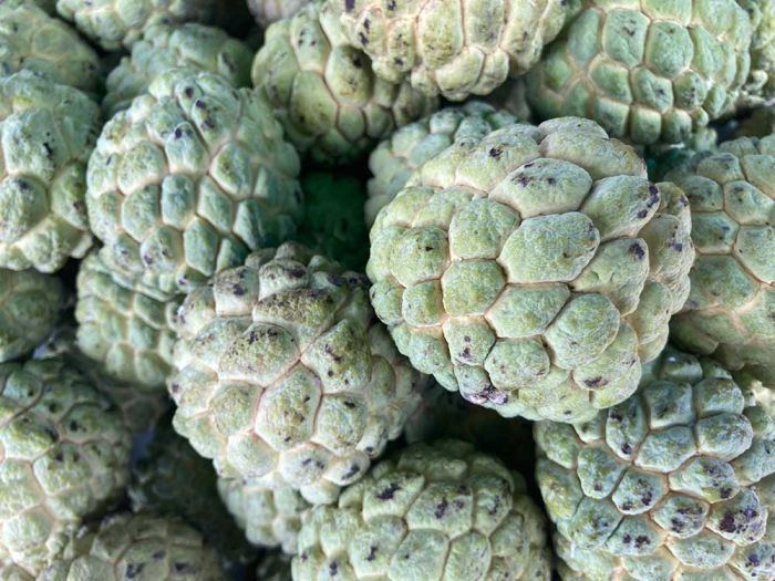 Manfaat Konsumsi Srikaya untuk Ibu Hamil, Ampuh Meredakan Rasa Mual Manfaat Konsumsi Srikaya untuk Ibu Hamil, Ampuh Meredakan Rasa Mual