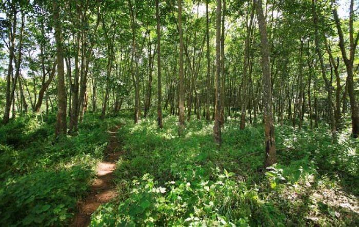 Berburu Belalang di Hutan, Warga Desa Kayen, Bancar Hilang Misterius Berburu Belalang di Hutan, Warga Desa Kayen, Bancar Hilang Misterius
