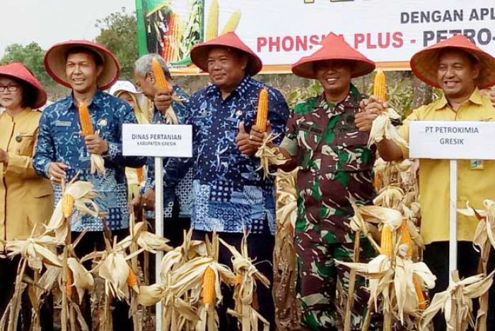 Danramil Panceng Siap Kawal Petani Budidayakan Tanaman Jagung Danramil Panceng Siap Kawal Petani Budidayakan Tanaman Jagung