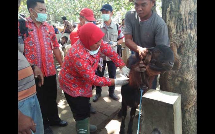 Antisipasi Penyakit, Dinas Pertanian Blitar Sidak Hewan Kurban di Pasar Dimoro