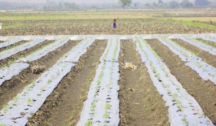 Kemarau Basah, Petani Bojonegoro Pilih Tanam Cabai dan Padi Kemarau Basah, Petani Bojonegoro Pilih Tanam Cabai dan Padi