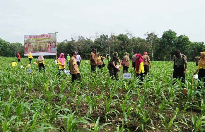 Selama 2017, KPH Tuban Tanam Lebih 391 Ribu Pohon