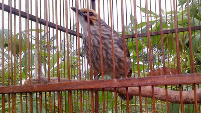 Burung Cucak Rowo Seharga Rp 25 Juta milik Warga Griya Taman Sepanjang Raib 