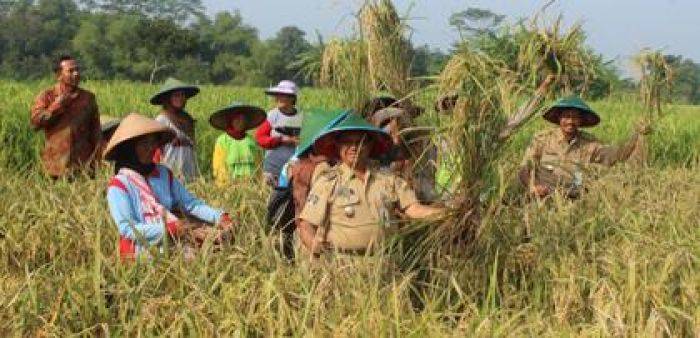 Wabup Blitar Panen Raya Padi Hibrida di Desa Sumbersari Kecamatan Udanawu