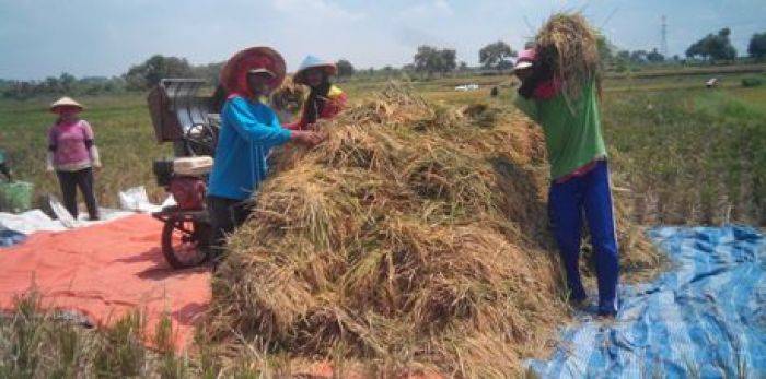Harga Gabah di Tuban Merosot Harga Gabah di Tuban Merosot