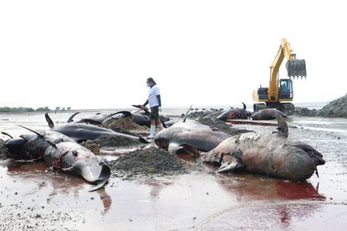 Apresiasi Penanganan 52 Ikan Paus yang Terdampar, Khofifah: Wujud Cinta dan Peduli Lingkungan Apresiasi Penanganan 52 Ikan Paus yang Terdampar, Khofifah: Wujud Cinta dan Peduli Lingkungan