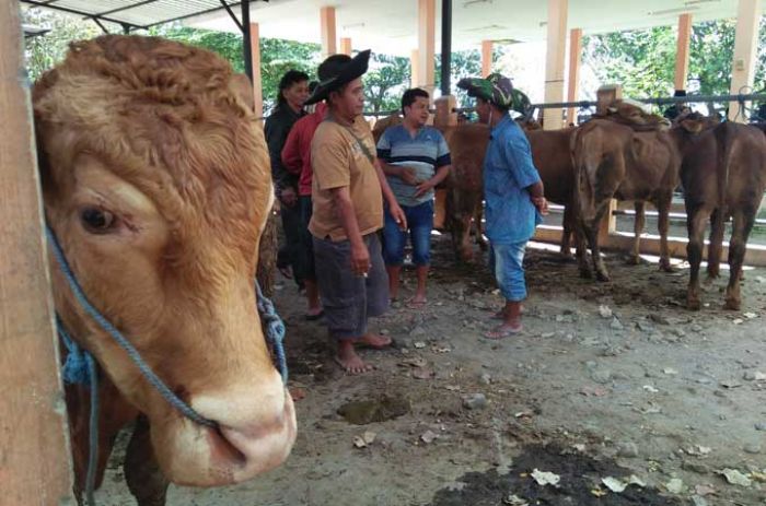 Jelang Idul Adha, Harga Hewan Kurban Mulai Naik Jelang Idul Adha, Harga Hewan Kurban Mulai Naik